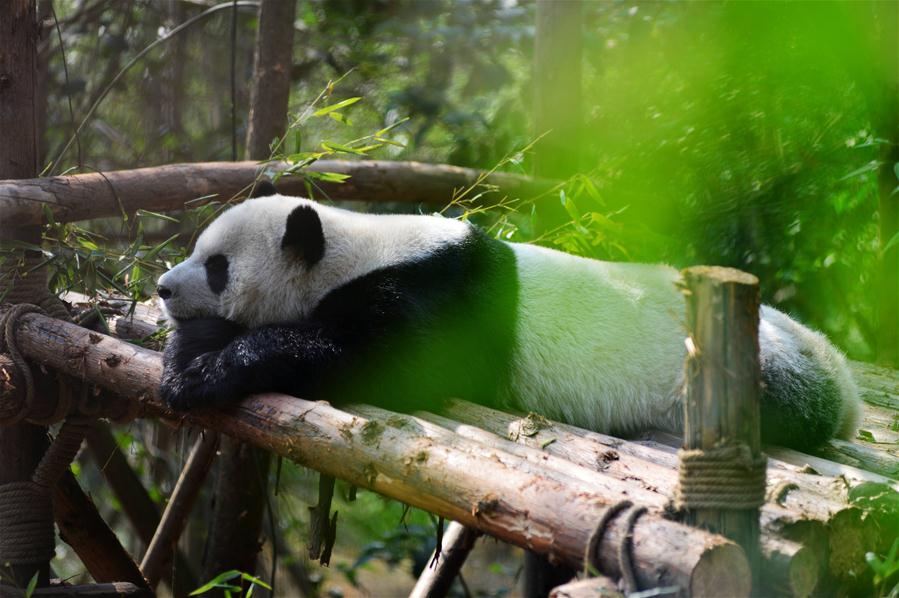 #CHINA-CHENGDU-GIANT PANDA (CN)