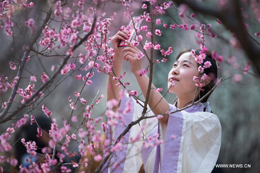 #china-nanjing-plum blossom(cn) .