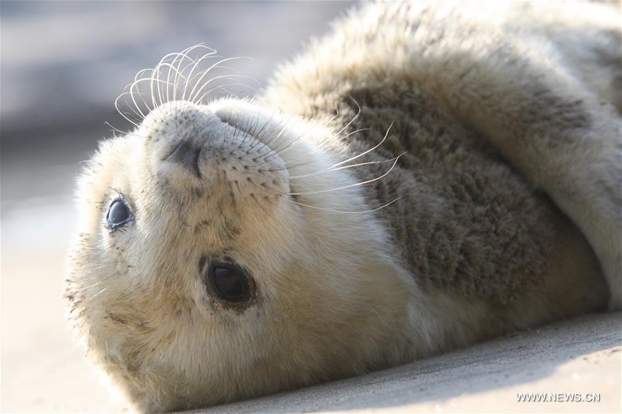 #CHINA-SHANDONG-YANTAI-SEALS(CN) 