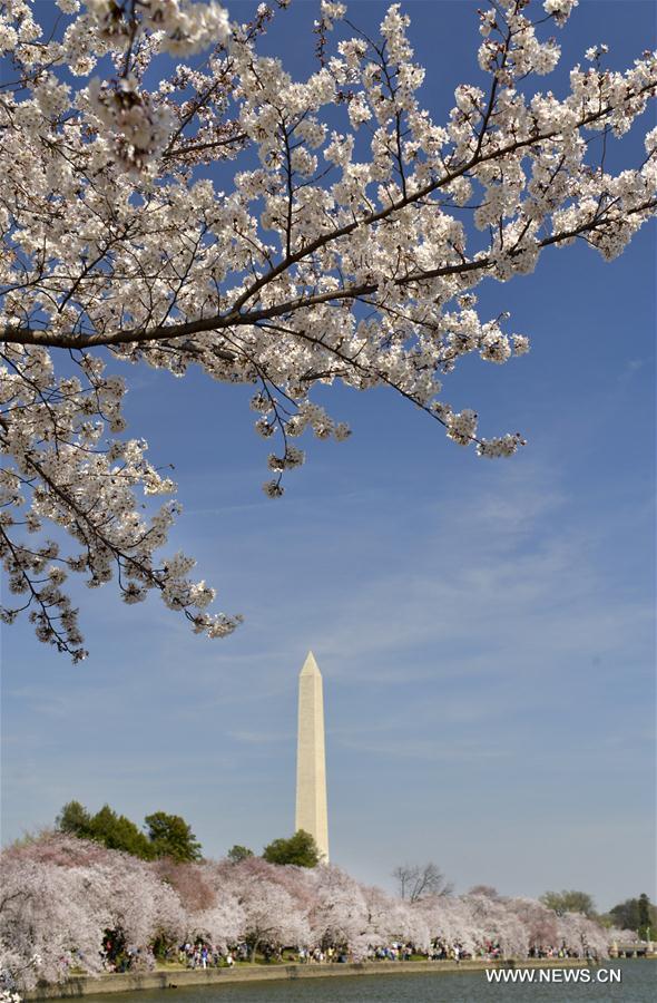 U.S.-WASHINGTON D.C.-CHERRY BLOSSOMS