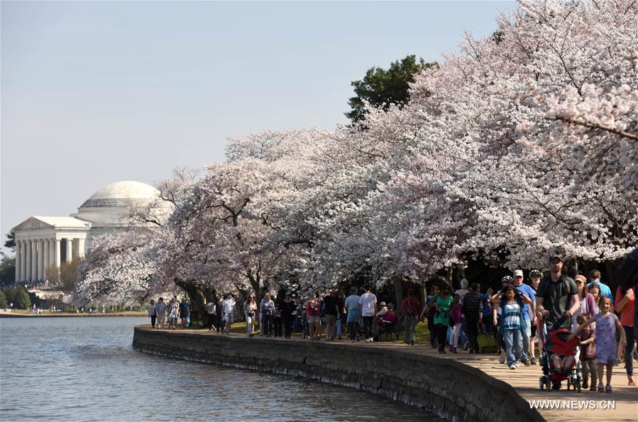 U.S.-WASHINGTON D.C.-CHERRY BLOSSOMS