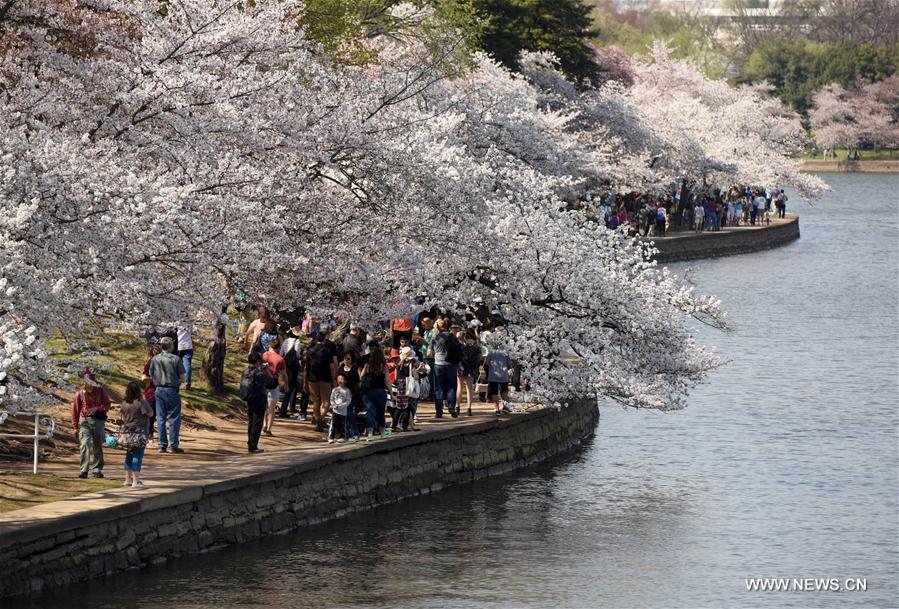 U.S.-WASHINGTON D.C.-CHERRY BLOSSOMS