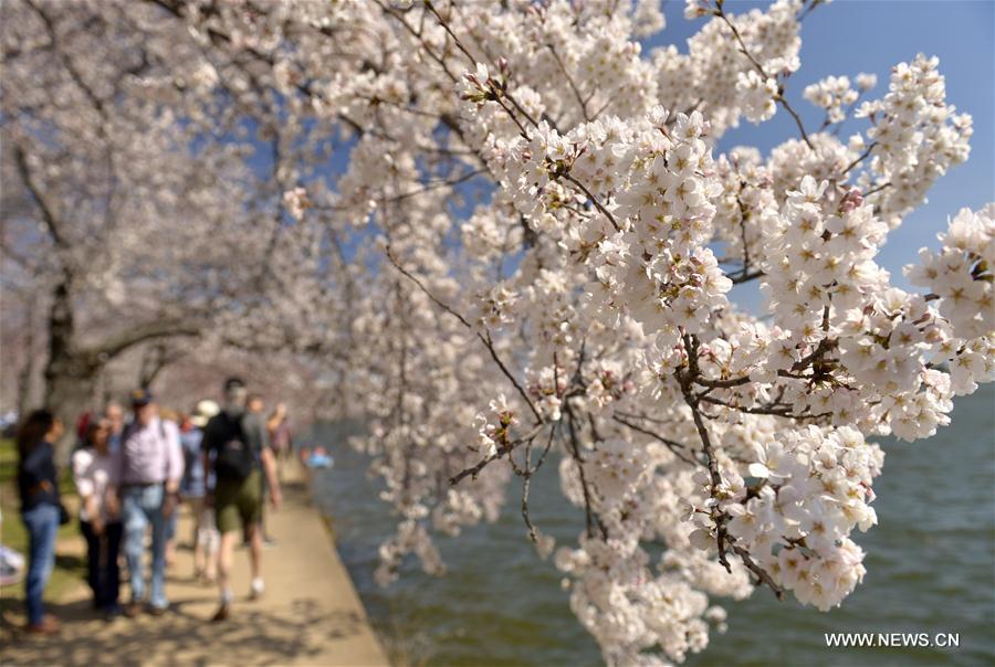 U.S.-WASHINGTON D.C.-CHERRY BLOSSOMS