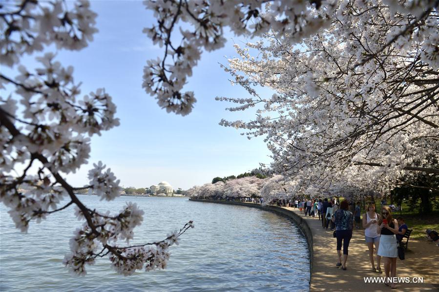 U.S.-WASHINGTON D.C.-CHERRY BLOSSOMS