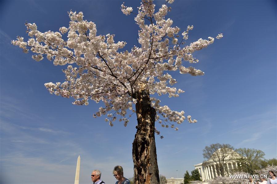 U.S.-WASHINGTON D.C.-CHERRY BLOSSOMS