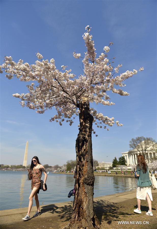 U.S.-WASHINGTON D.C.-CHERRY BLOSSOMS
