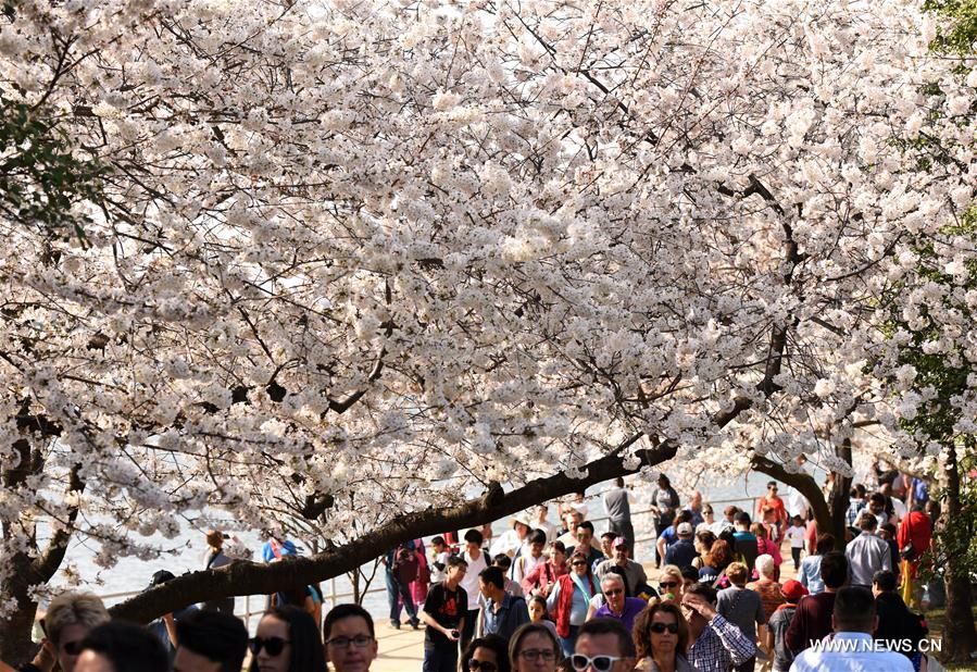 U.S.-WASHINGTON D.C.-CHERRY BLOSSOMS
