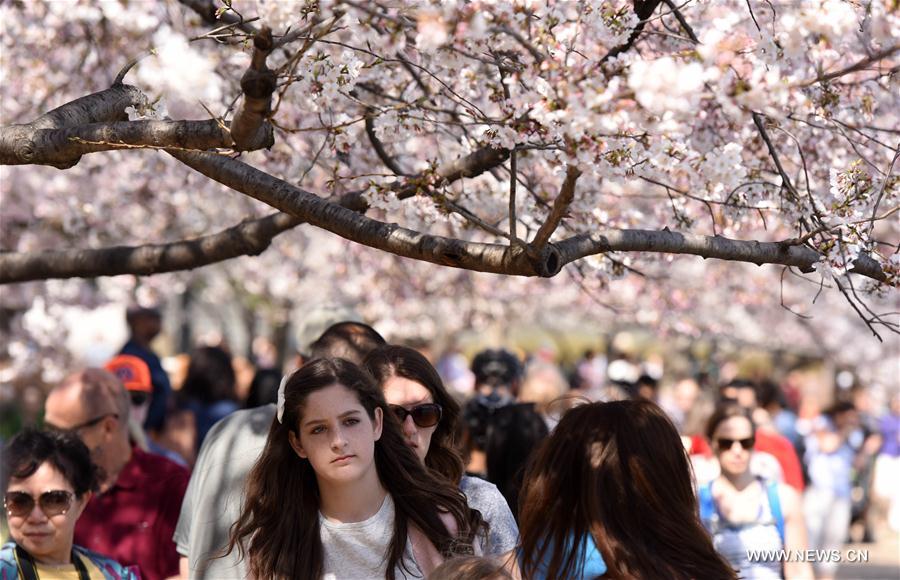 U.S.-WASHINGTON D.C.-CHERRY BLOSSOMS