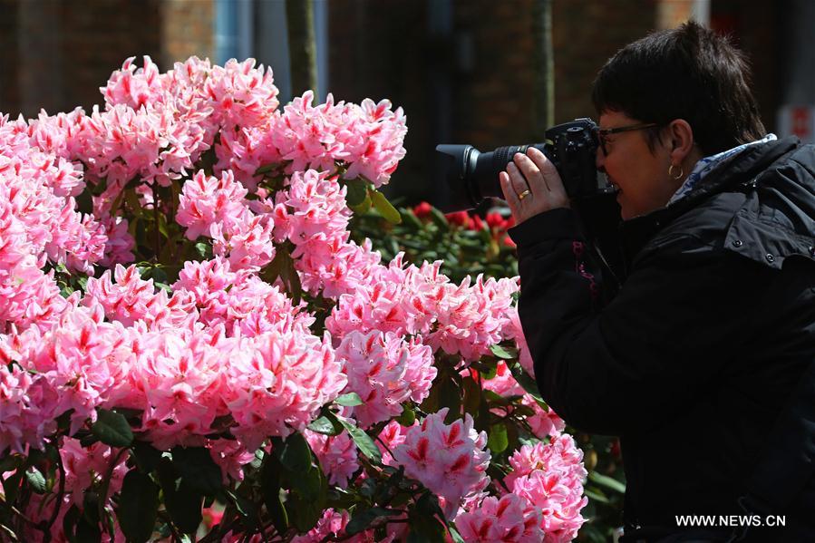 BELGIUM-GHENT-FLOWER SHOW