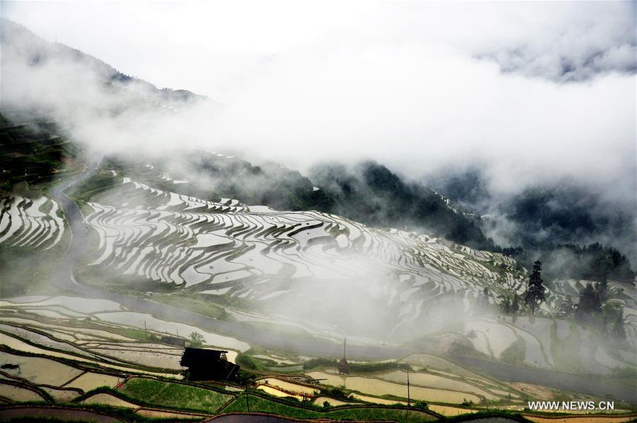 Живописные террасные поля в провинции Гуйчжоу