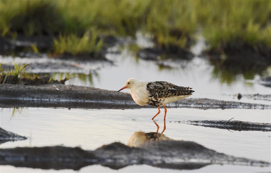 Залив Лиминка -- рай для птиц в северной Финляндии