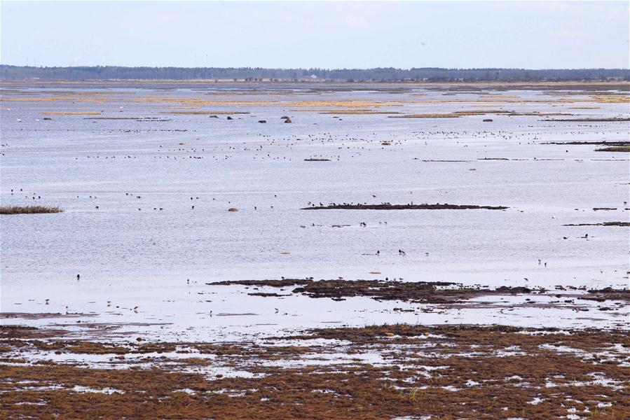 Залив Лиминка -- рай для птиц в северной Финляндии