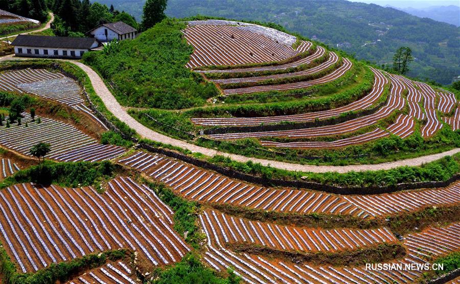 Богарные террасные поля в уезде Сюаньэнь поздней весной