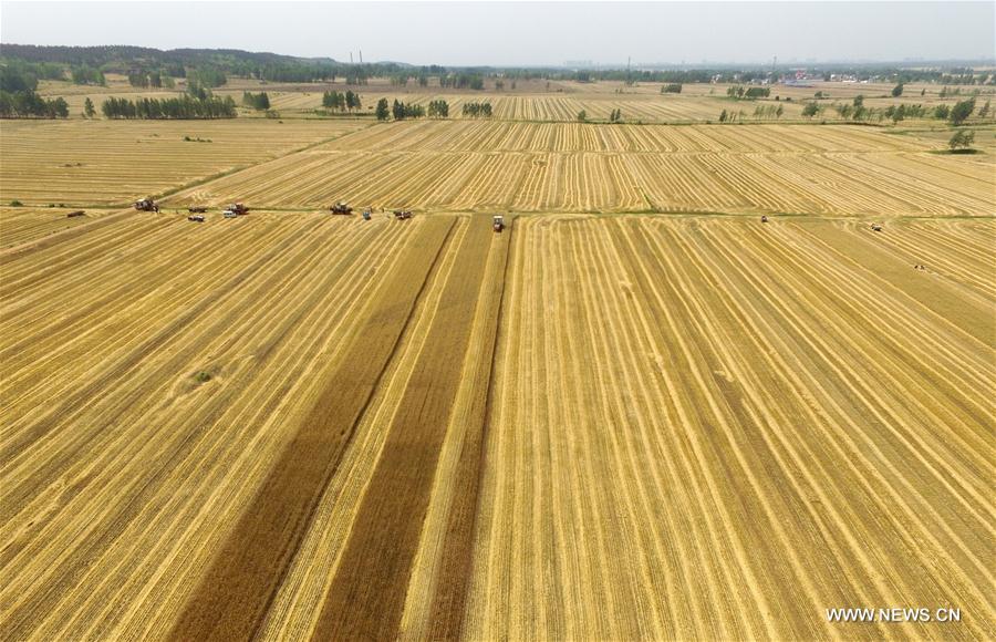 Сбор урожая пшеницы в провинции Шаньдун