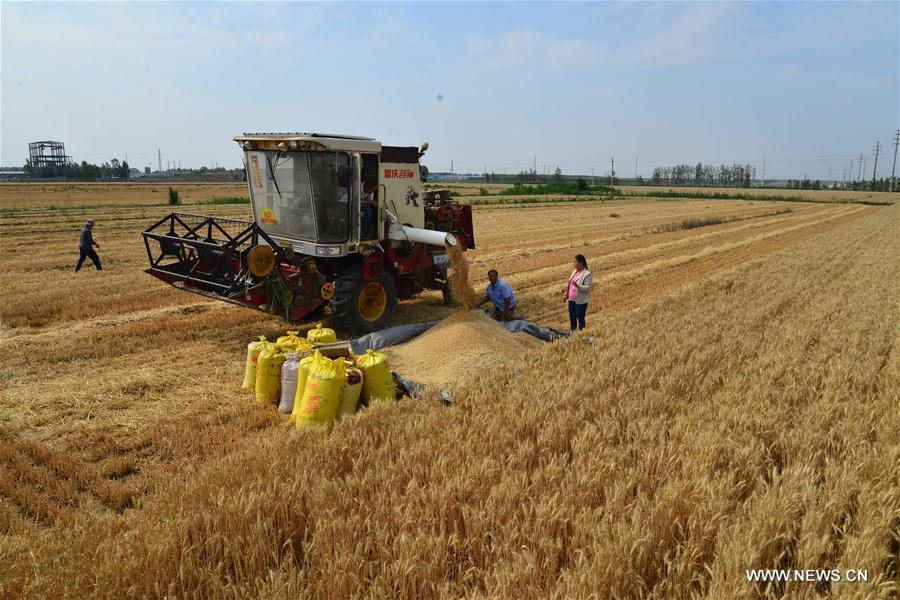 Сбор урожая пшеницы в провинции Шаньдун