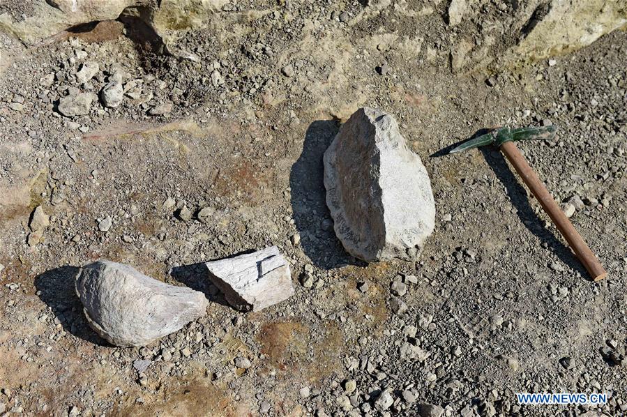 На северо-востоке Китая обнаружены окаменелости динозавра 