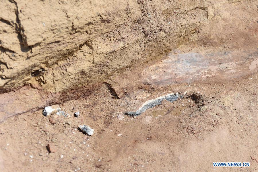 На северо-востоке Китая обнаружены окаменелости динозавра 