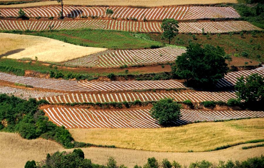 Уборка урожая пшеницы в провинции Хэнань