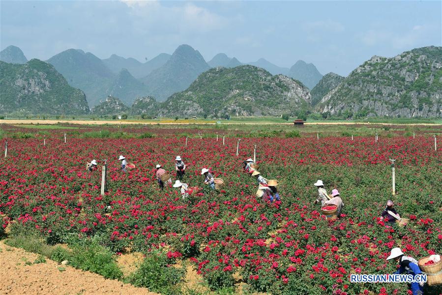 Сбор розовых лепестков в провинции Юньнань