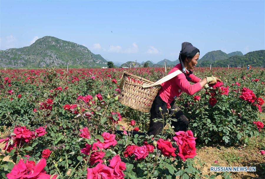 Сбор розовых лепестков в провинции Юньнань