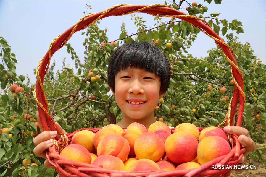 Урожай красных абрикосов в провинции Хэбэй