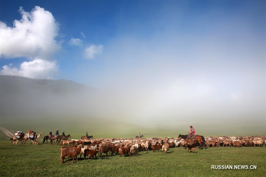 Скотоводы в округе Алтай перебираются на летние пастбища
