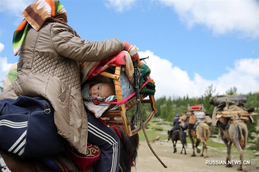 Скотоводы в округе Алтай перебираются на летние пастбища