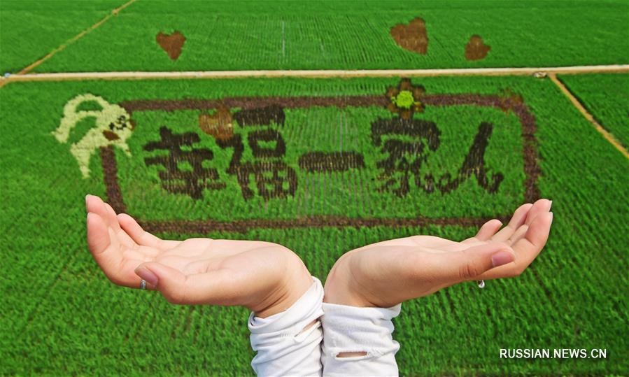 Гигантские картины на рисовых полях под Шэньяном