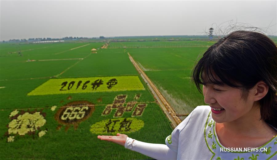 Гигантские картины на рисовых полях под Шэньяном