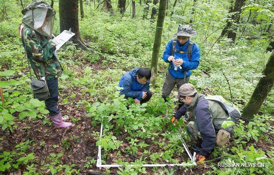 Экспериментальные участки в девственном лесу в горах Чанбайшань 