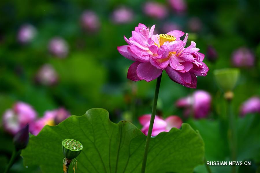 Цветущие лотосы в провинции Цзянси
