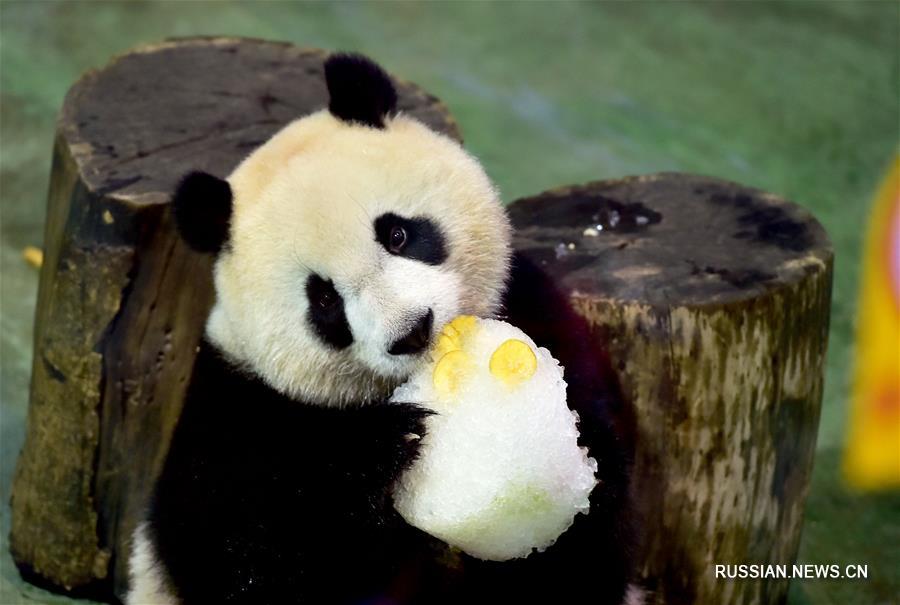 （社会）（2）赠台大熊猫首胎幼崽“圆仔”3岁庆生
