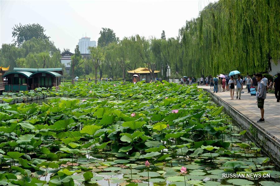 Цветение лотосов на озере Даминху в Цзинане