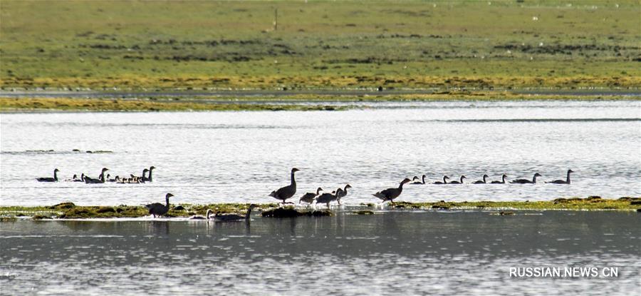 Птичьи земли -- Водно-болотные угодья в уезде Шицюй