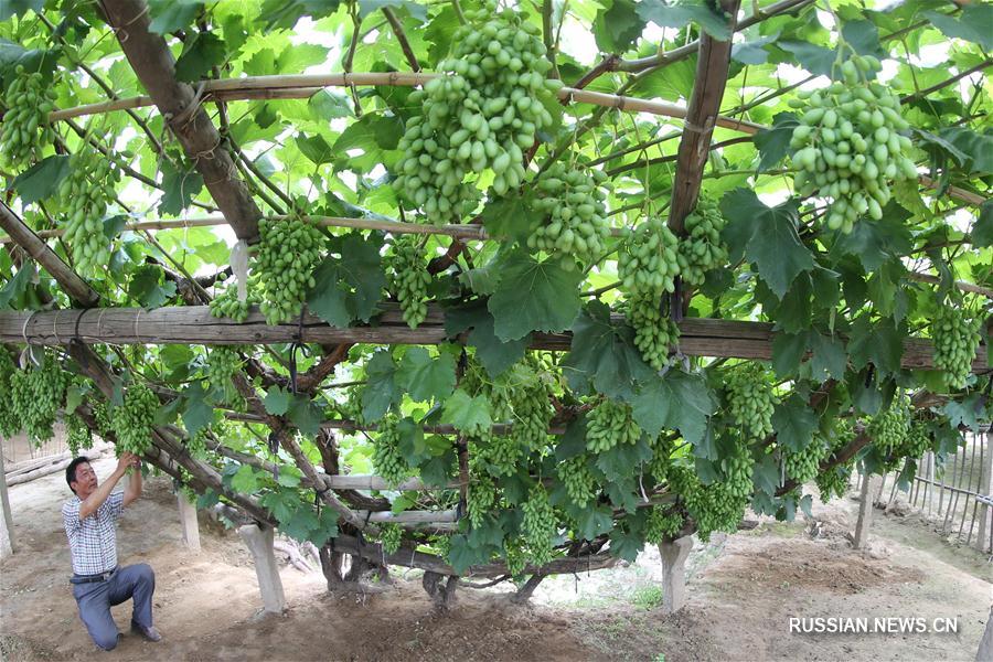 Тысячелетний виноградник в провинции Хэбэй