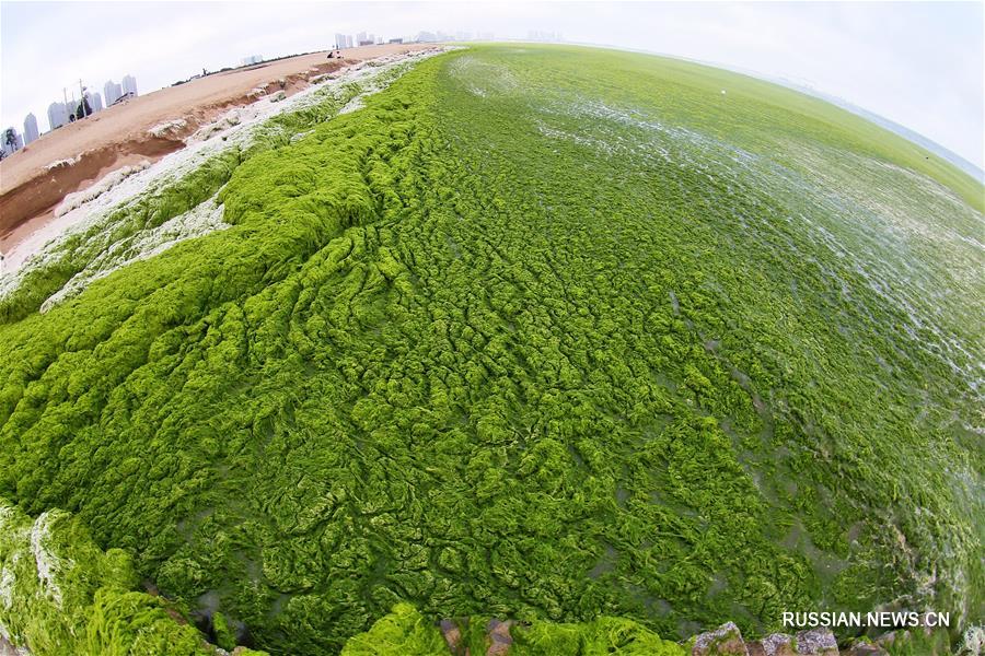 Зеленые водоросли атакуют прибрежные районы в провинции Шаньдун