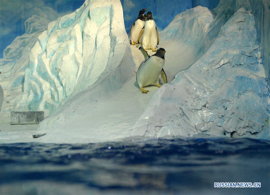 Пингвины спасаются от жары в Харбинском полярном океанариуме