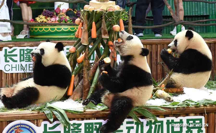 В Китае тройне панд исполнилось два года