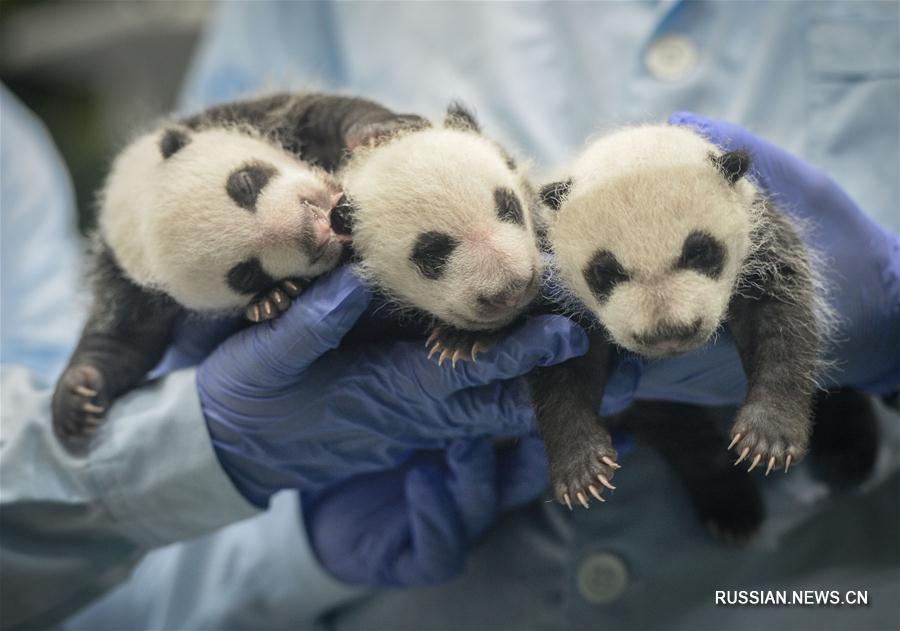 В Китае тройне панд исполнилось два года