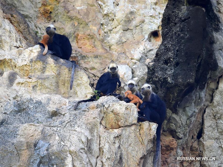 В семействе белоголовых лангуров из заповедника в Чунцзо с начала года родились 6 детенышей