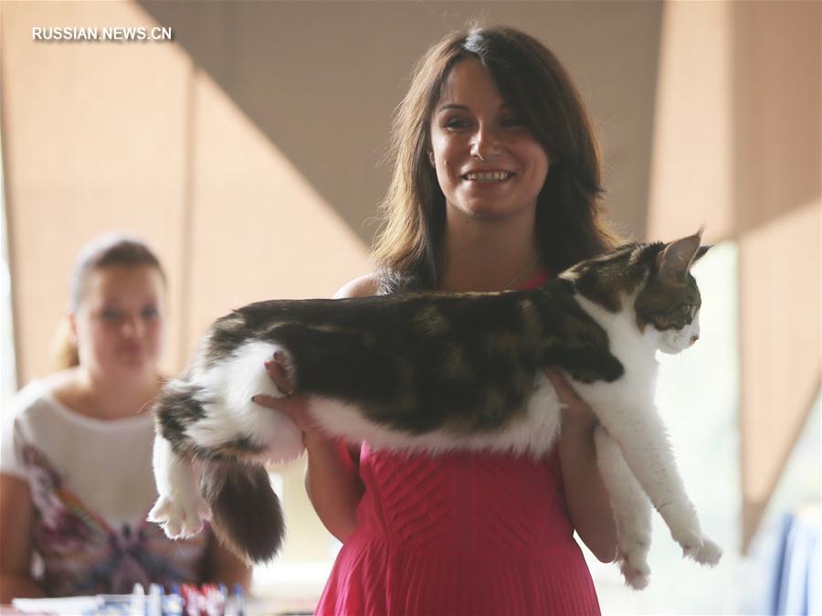 В Киеве прошла национальная выставка кошек