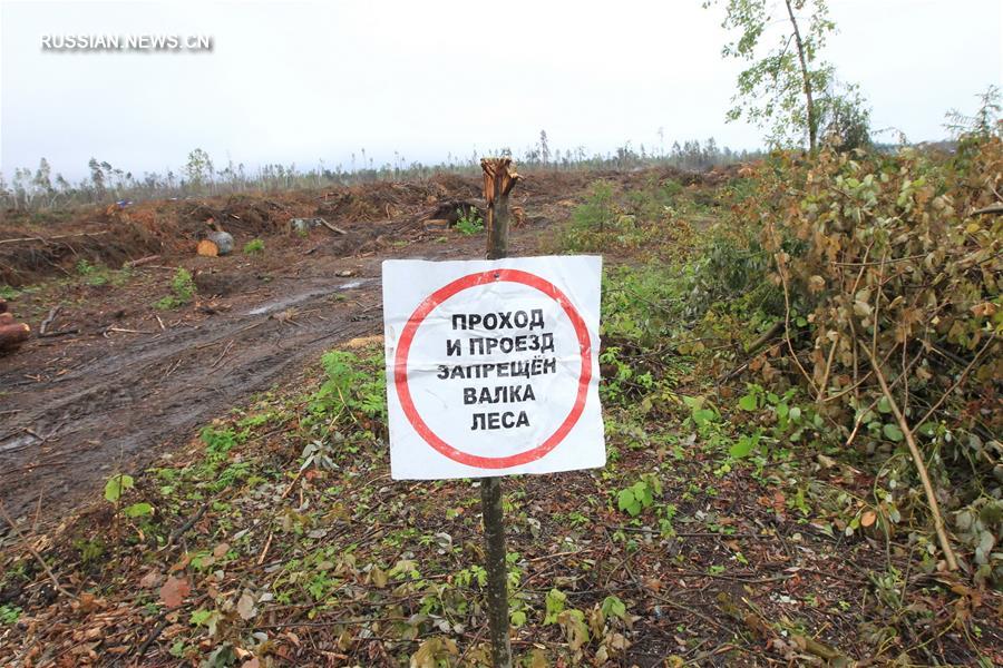 В Беларуси после урагана приостановят плановую рубку леса