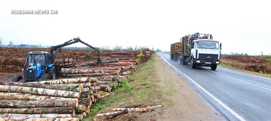 В Беларуси после урагана приостановят плановую рубку леса