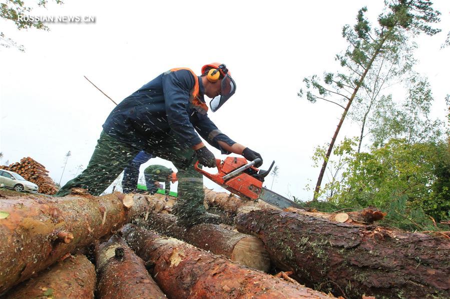 В Беларуси после урагана приостановят плановую рубку леса