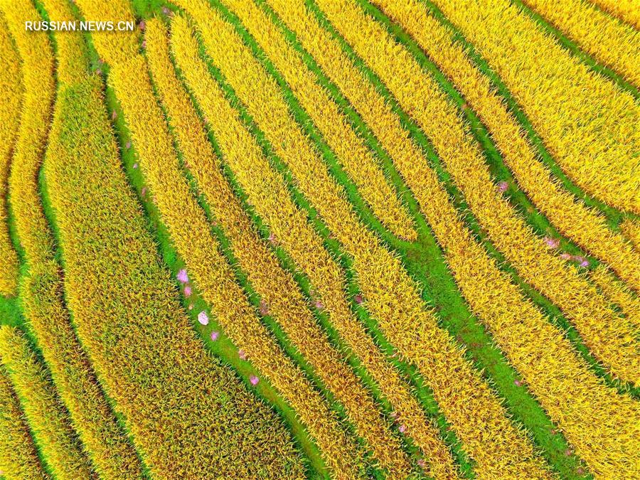 Золото созревающего урожая на террасных полях в Гуанси