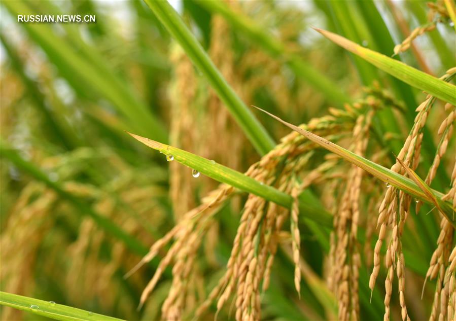 Золото созревающего урожая на террасных полях в Гуанси