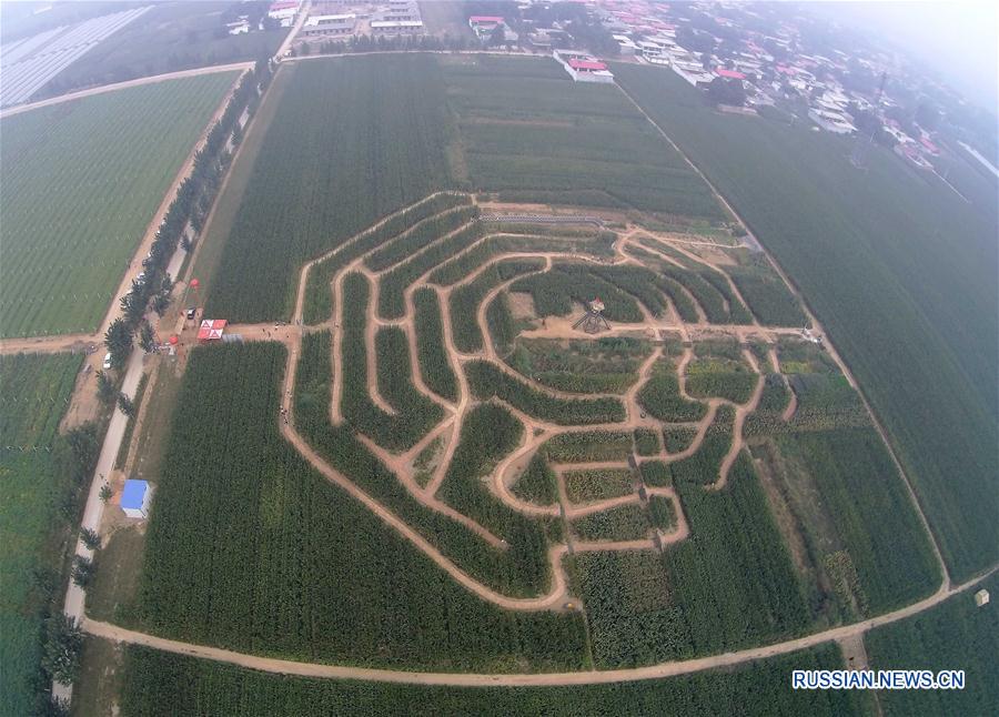 "Кукурузный лабиринт" в провинции Хэбэй