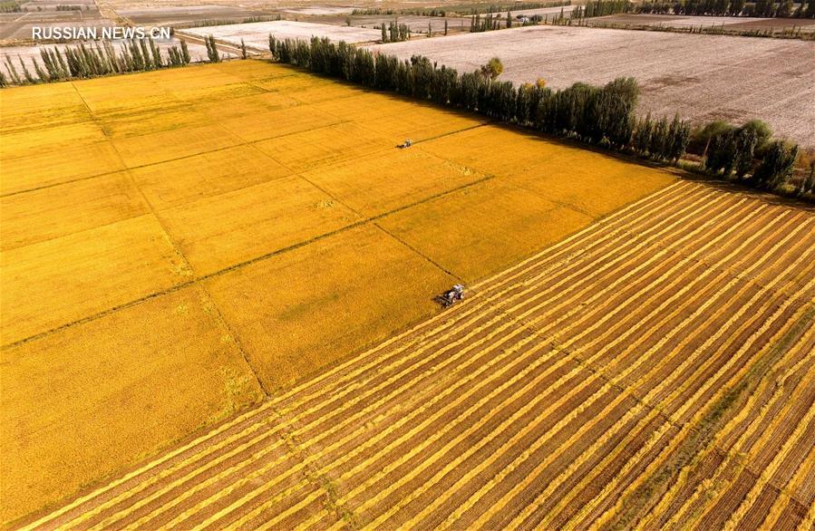 Золотые осенние поля в Синьцзяне