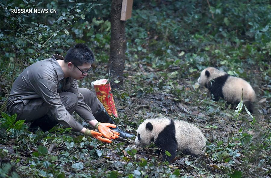 Детеныши панды встретили свой первый Новый год