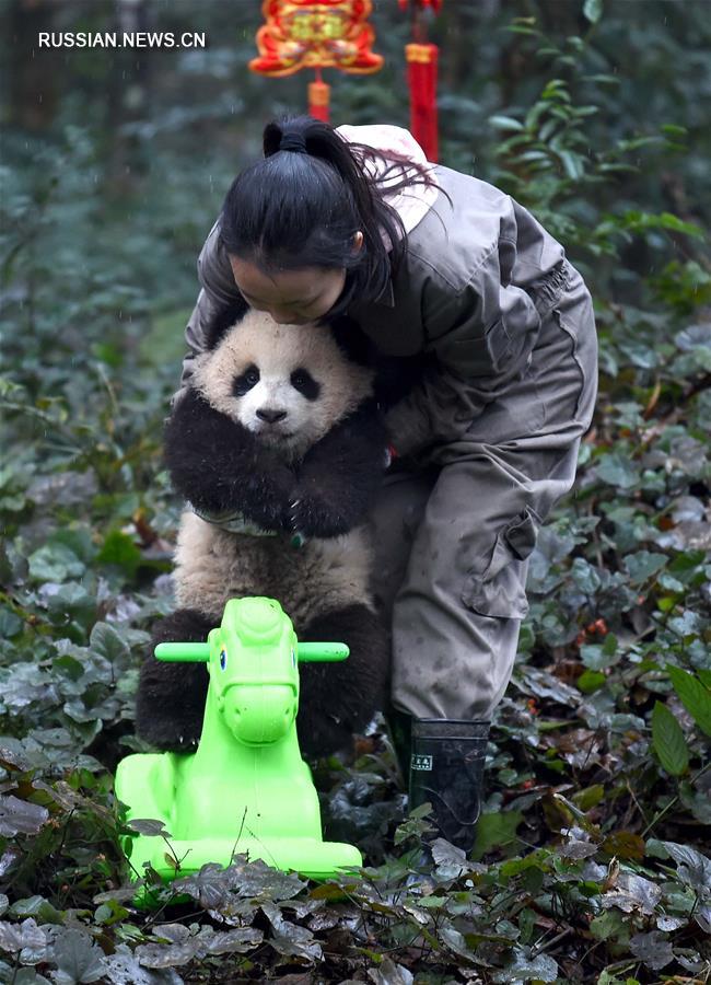 Детеныши панды встретили свой первый Новый год